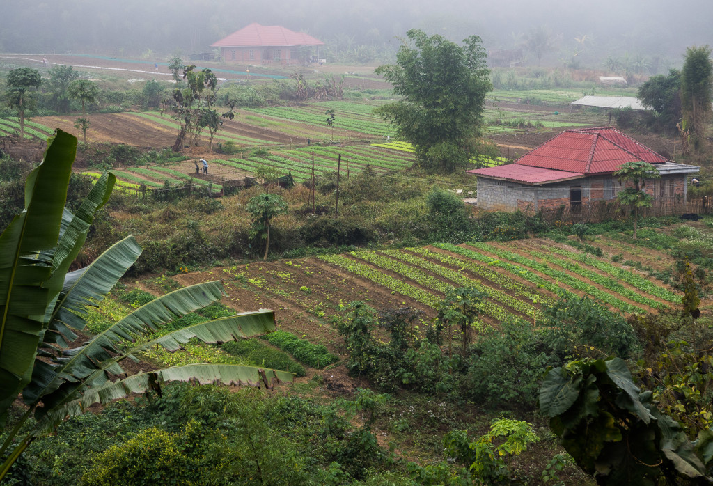 Tending Fields